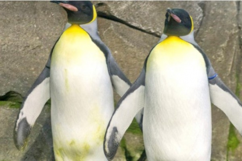 Про судьбу пингвинов геев слышали?